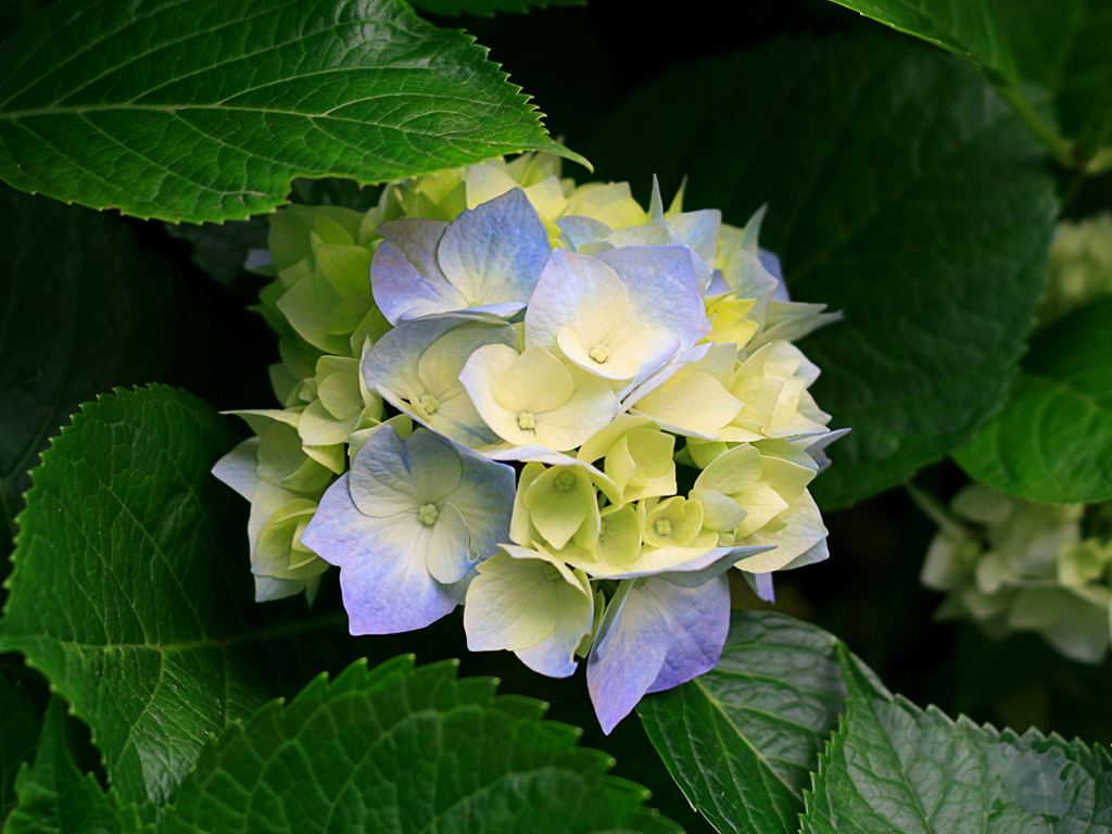 Flower variated hydrangea